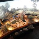 Wystawa paleontologiczna (2) - Starachowice