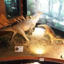 Wystawa paleontologiczna (1) - Starachowice